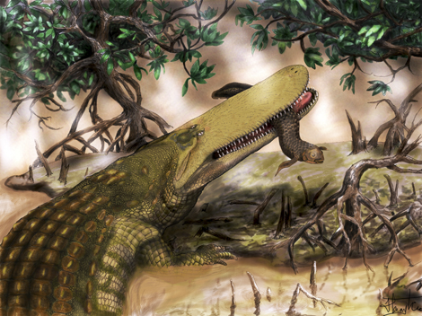 Croc Illustration
